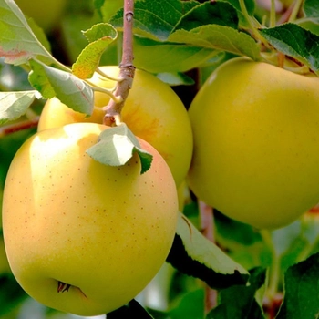 Саджанець яблуні Golden Delicious 1шт фото