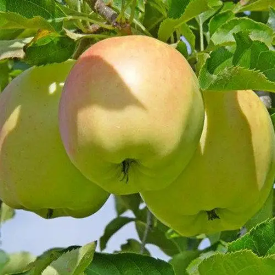 Саджанець яблуні Луна 1шт фото