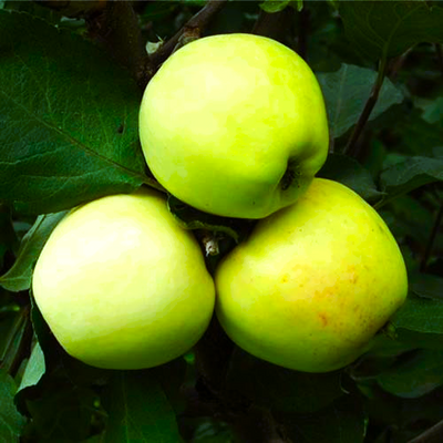 Саджанець яблуні Sirius 1шт фото