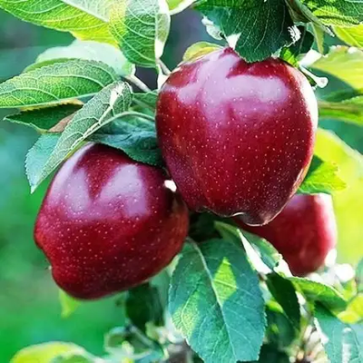 Саджанець яблуні RedCap 1шт фото