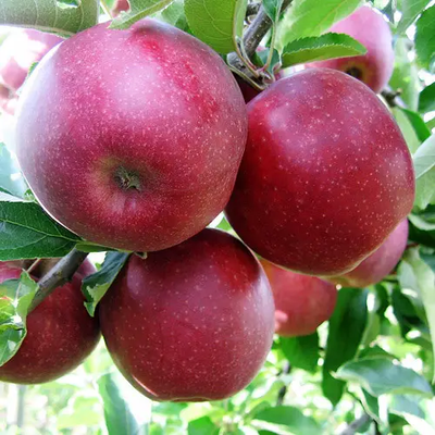 Саджанець яблуні RedTopaz 1шт фото